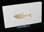 Small Diplomystus Fossil Fish #19496-1